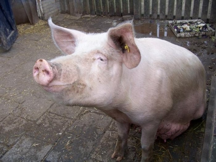 Защита свиней от АЧС на фермах и в частных хозяйствах