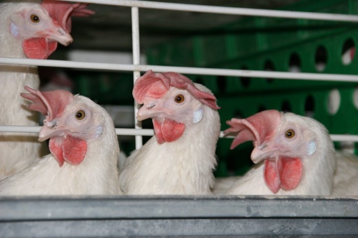 Как предотвратить птичий грипп на птицефабрике?