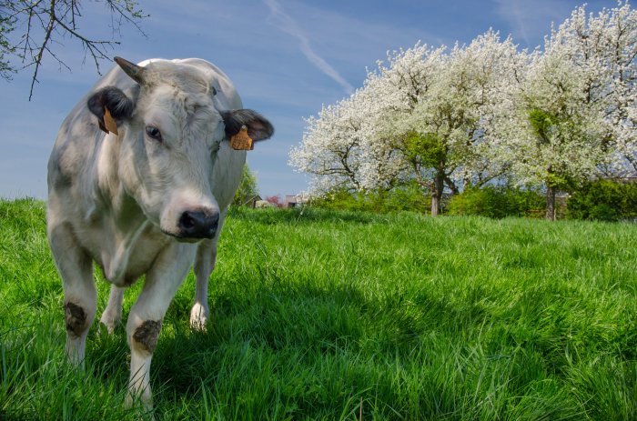 Витамины для коровы после отела в Краснодаре и Краснодарском крае
