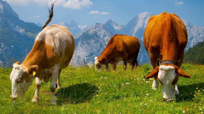 Витаминные добавки для стельных коров, витамины для дойных коров в Воронеже и Воронежской области