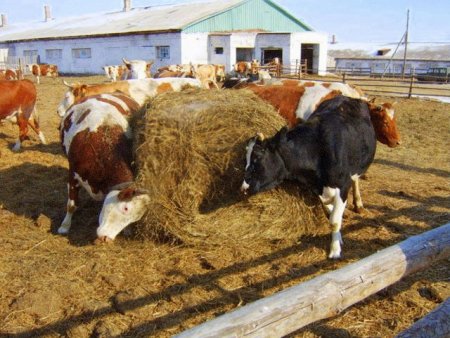 Правила разведения и содержания коров на фермах